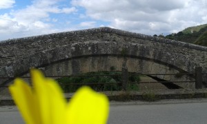 Ponte vecchio in fiore - Mastrangelo Samuele