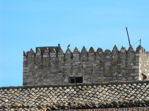 Un colombo tra i merli del Casale S.Pietro - Ajello Carmela